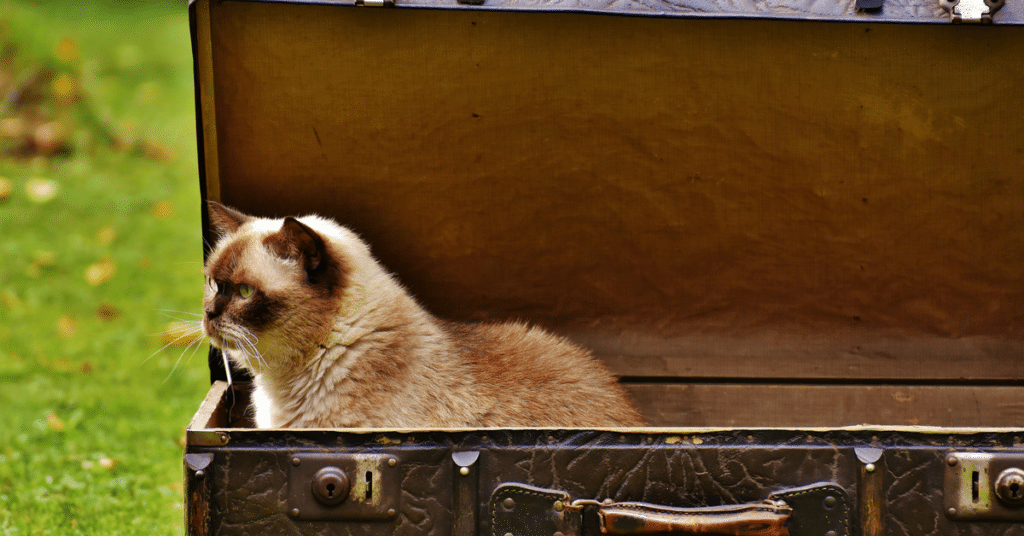 Un chat dans une valise