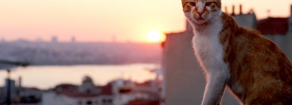 « Kedi, des chats et des hommes » : un film pour les amoureux des chats