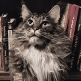 « Chat alors ! » : découvrez le quotidien extraordinaire de votre chat dans mon premier livre